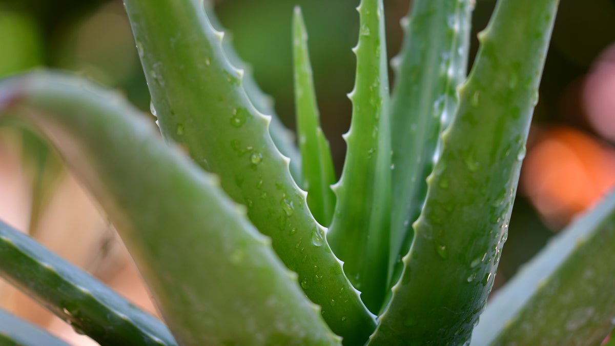 aloe vera gegen fettige haare Bio Aloe Vera Gel 2in1 – Feuchtigkeit für Haut & Haar main image 0