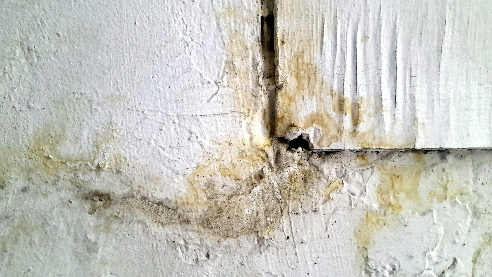Mold & Mildew: The Silent Invaders