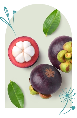 Garcinia Mangostana Peel Extract 1