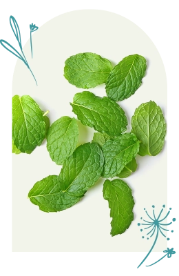 Mentha Piperita
