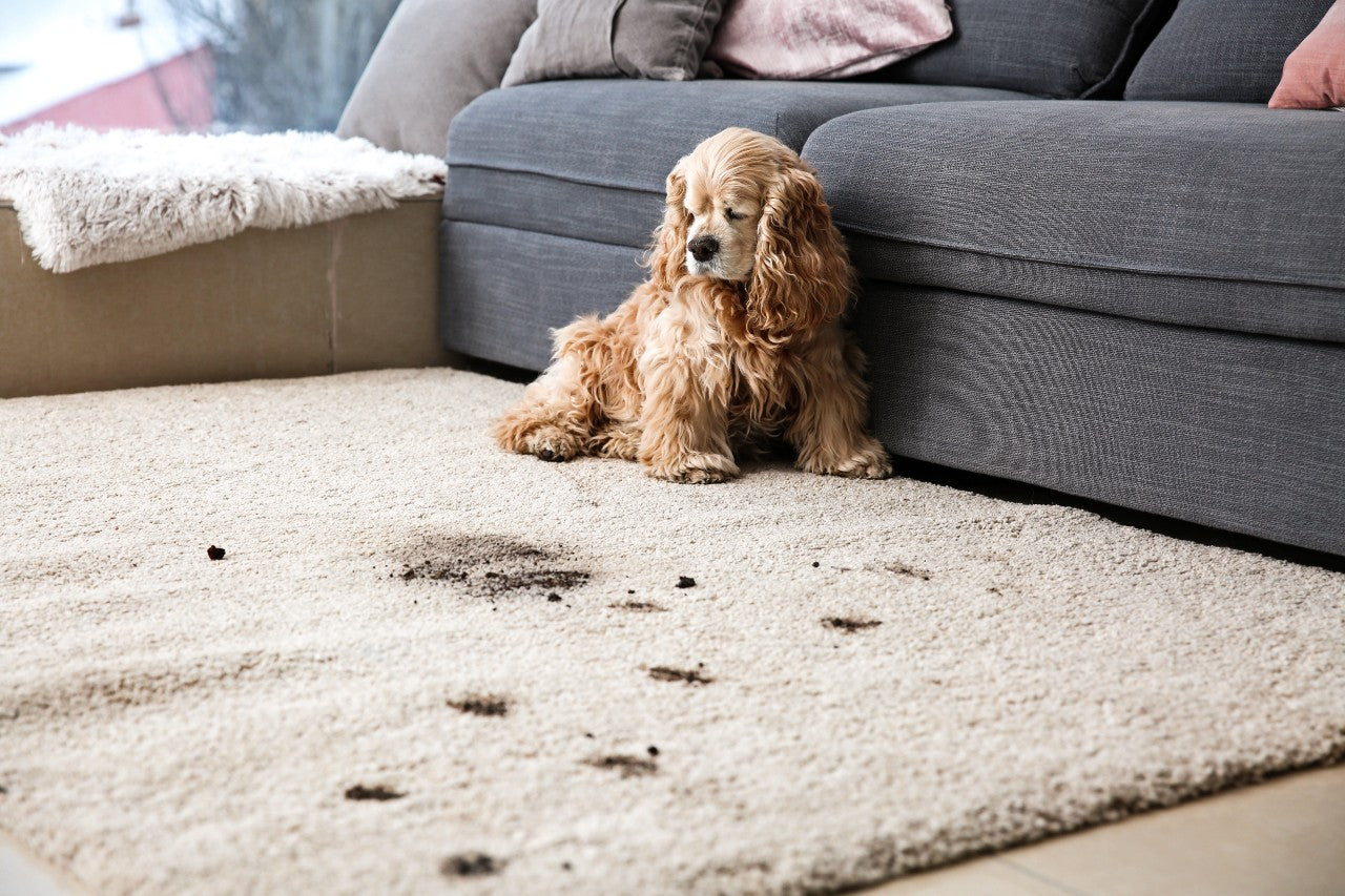 How To Easily Remove The Toughest Dog Stains