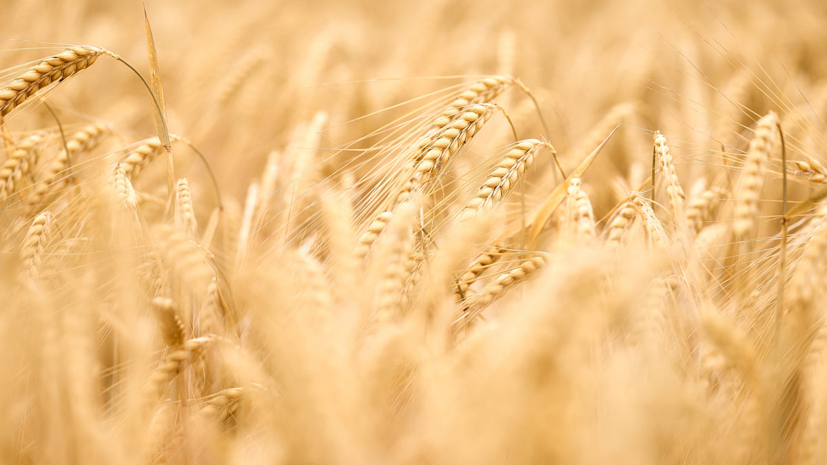 Amylase is derived from barley