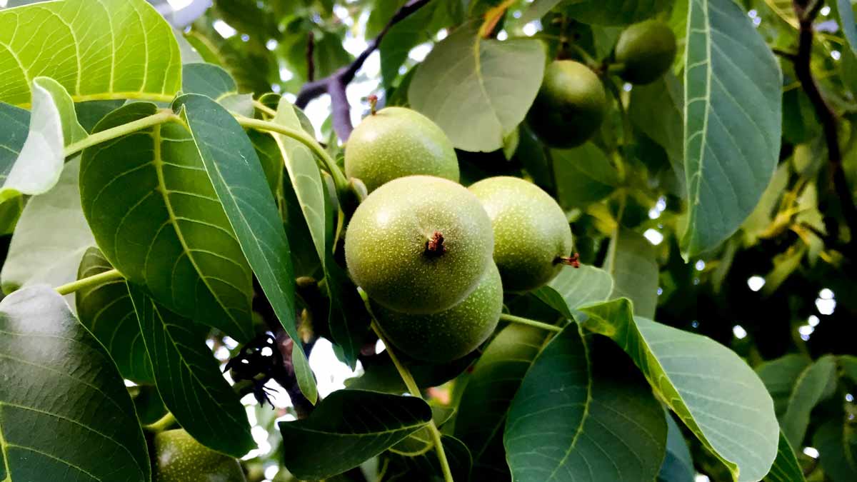 black walnut leaf extract