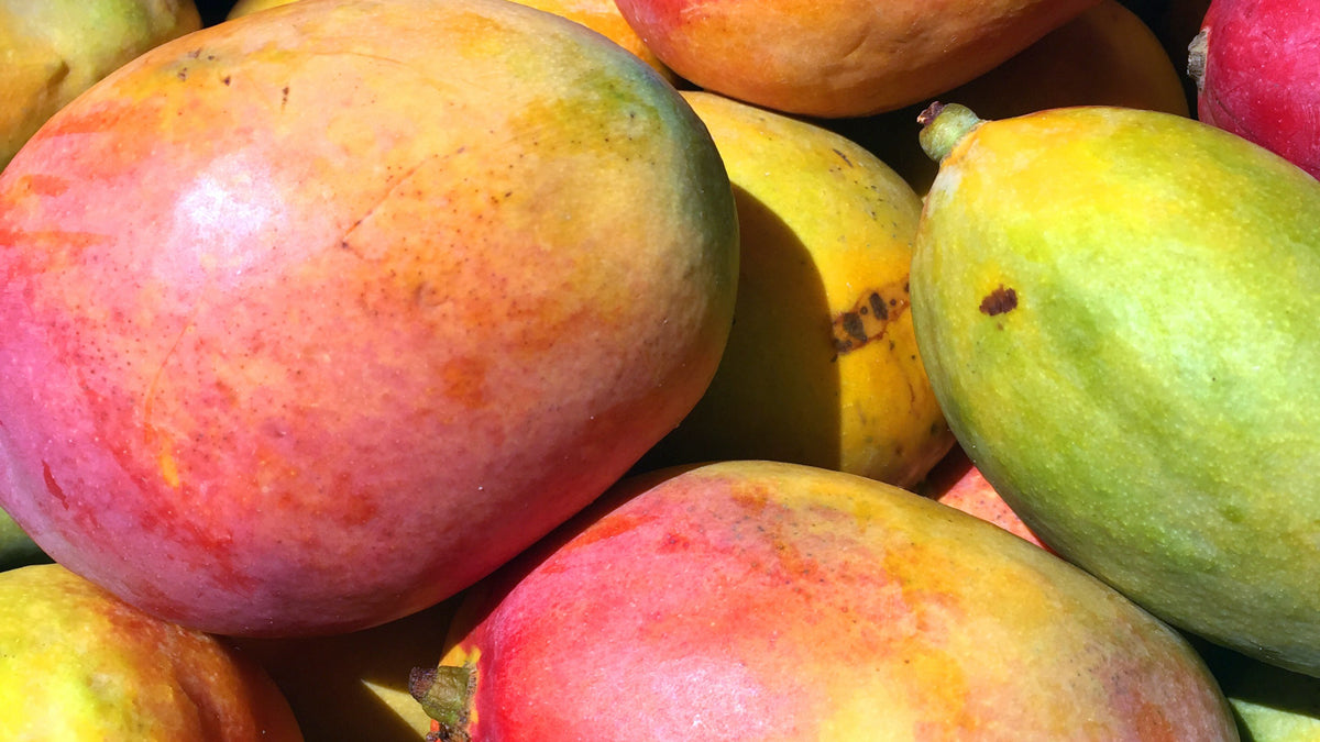 Mangifera Indica Extract is derived from mango