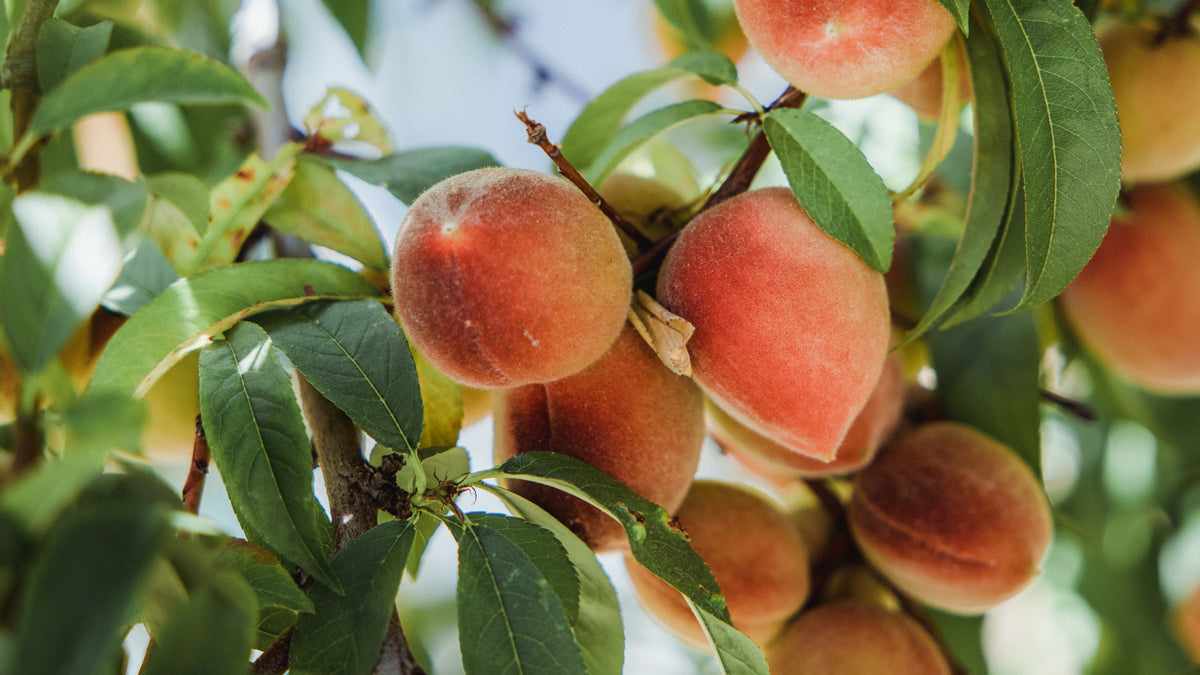Prunus Persica Fruit Extract is derived from peaches