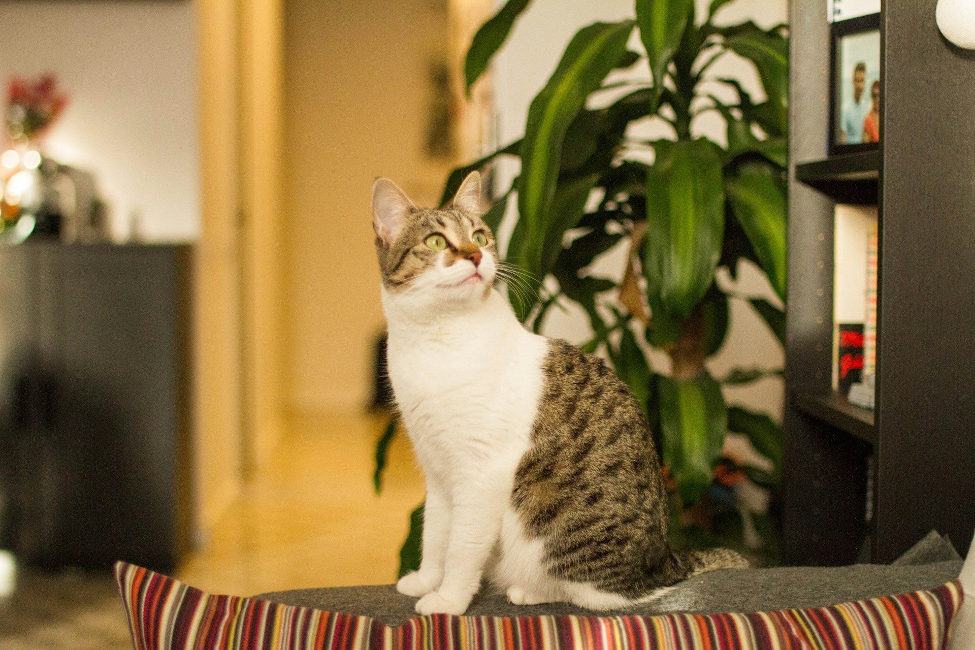 Keep Your Home Fresh—Even with Furry Friends