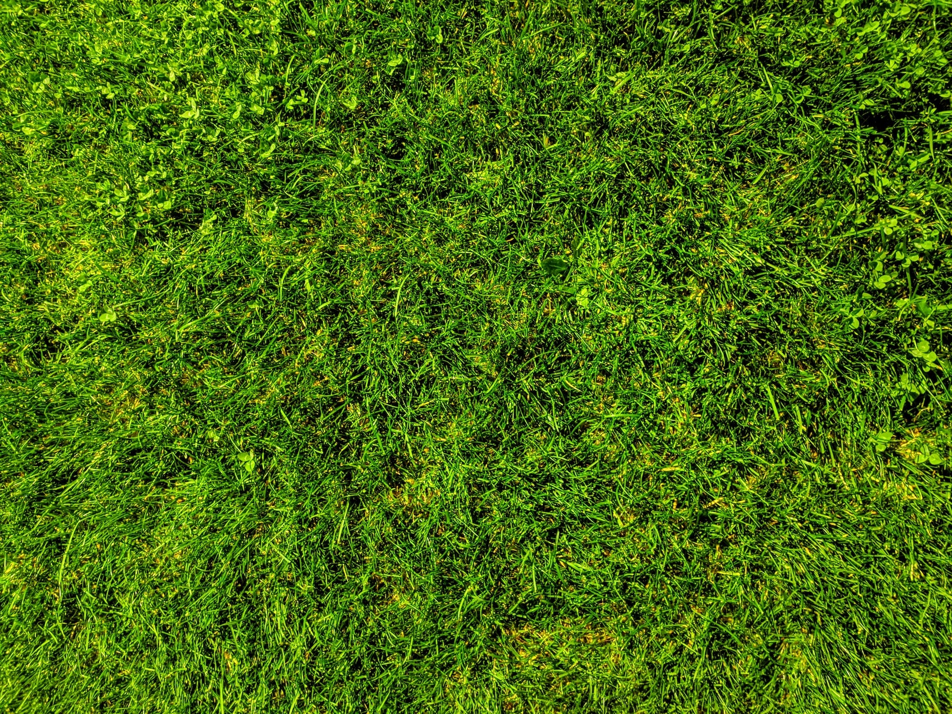 Removing Grass Stains: A Comprehensive Guide