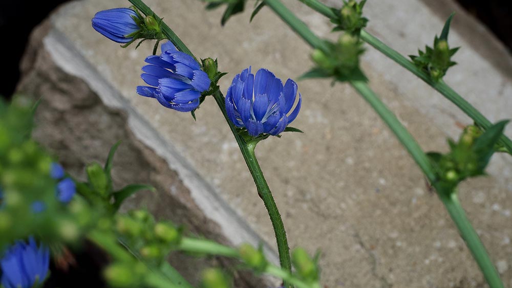 Carboxy inulin is derived from chicory