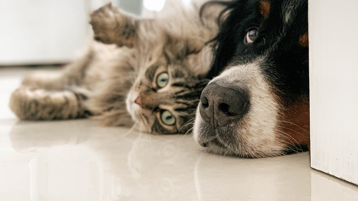 Pet-Safe Cleaning Tips to Keep Your Floors Sparkling