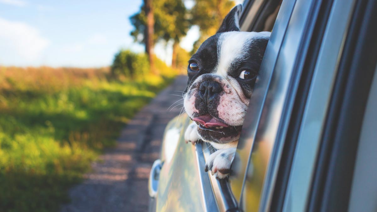 how to get rid of dog smell in car