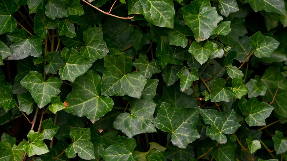 Hedera Helix extract is derived from ivy