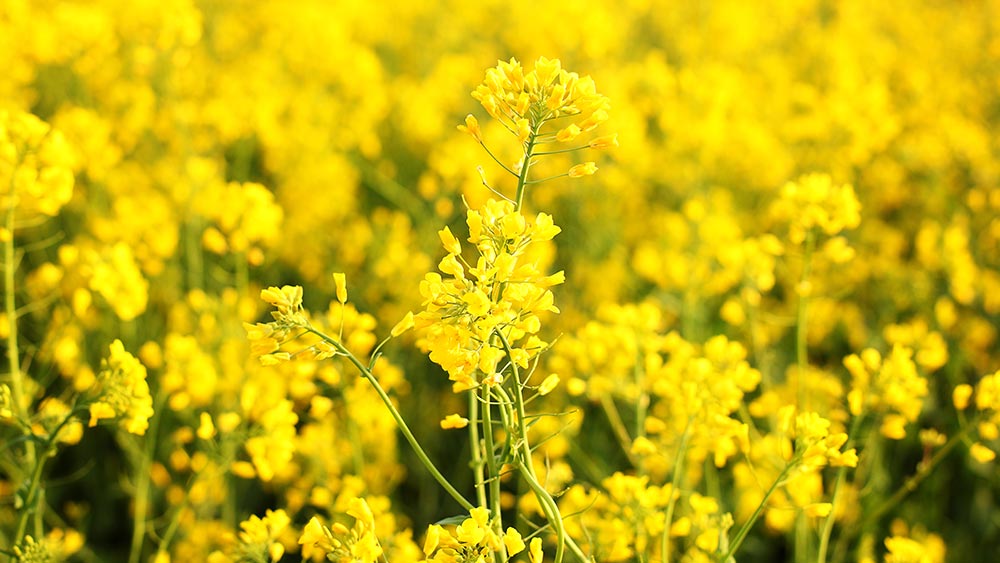 Behentrimonium chloride is derived from rapeseed flower
