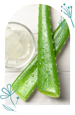Aloe barbadensis