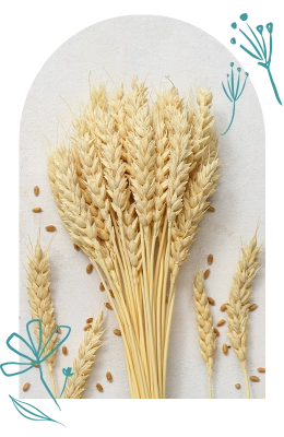 Amylase 1