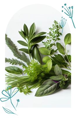Plant Based Enzymes 1
